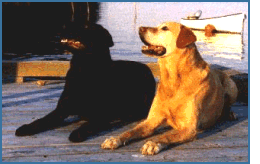 2dogs