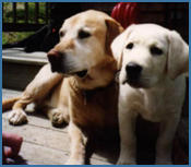 3dog