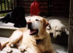 3dogs