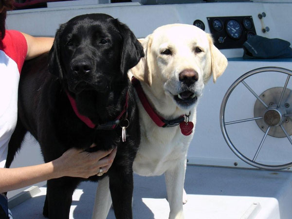 seadogs2