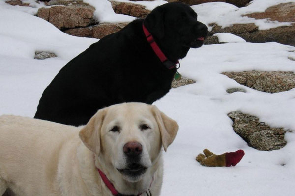 snowdogs1