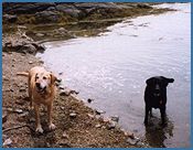 smseadogs