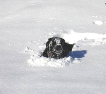 snowdog